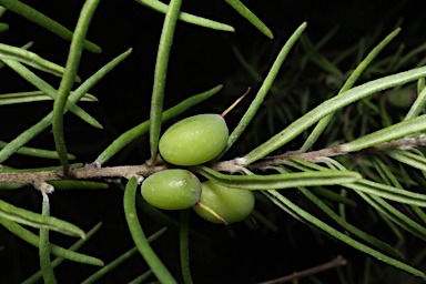 APII jpeg image of Persoonia mollis  © contact APII