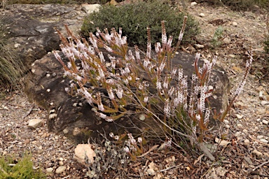 APII jpeg image of Epacris purpurascens var. purpurascens  © contact APII