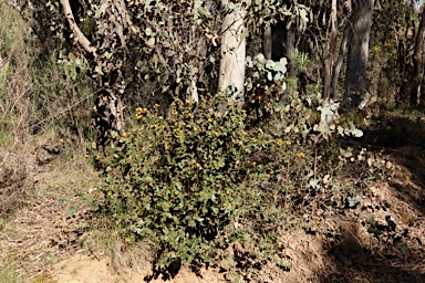 APII jpeg image of Platylobium montanum subsp. montanum  © contact APII