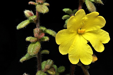 APII jpeg image of Hibbertia notabilis  © contact APII