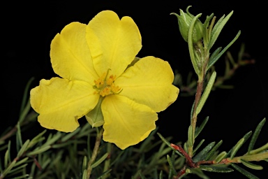 APII jpeg image of Hibbertia fruticosa subsp. fruticosa  © contact APII