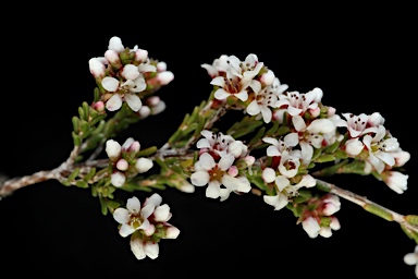 APII jpeg image of Micromyrtus sessilis  © contact APII