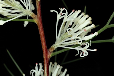 APII jpeg image of Hakea lissocarpha  © contact APII