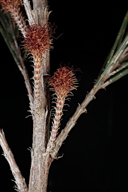 APII jpeg image of Allocasuarina gymnanthera  © contact APII