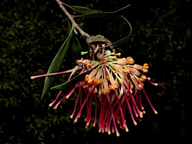 APII jpeg image of Grevillea olivacea  © contact APII