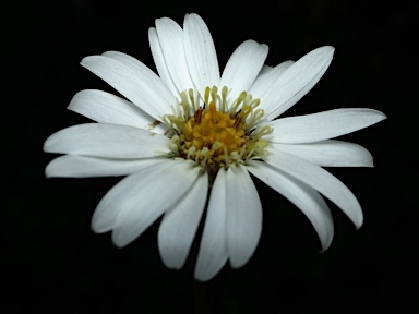 APII jpeg image of Olearia asterotricha  © contact APII