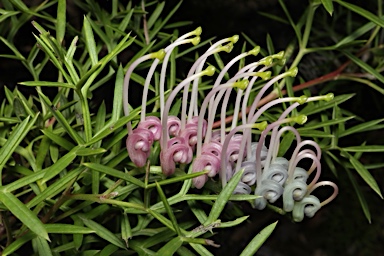 APII jpeg image of Grevillea rivularis  © contact APII