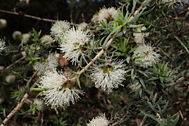 APII jpeg image of Melaleuca incana  © contact APII