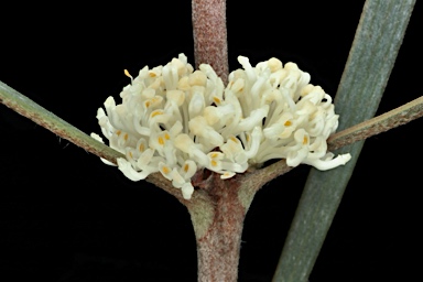 APII jpeg image of Hakea aenigma  © contact APII