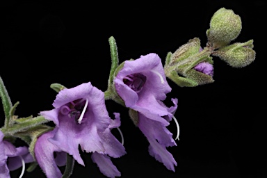 APII jpeg image of Prostanthera sp. Rowleys Creek (L.M.Copeland 4288)  © contact APII