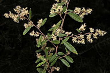 APII jpeg image of Pomaderris helianthemifolia subsp. hispida  © contact APII
