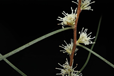 APII jpeg image of Hakea carinata  © contact APII