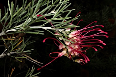 APII jpeg image of Grevillea asparagoides 'Little Jessie'  © contact APII