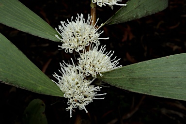 APII jpeg image of Hakea benthamii  © contact APII