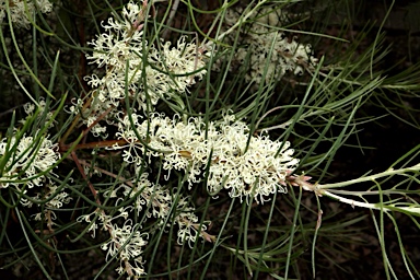 APII jpeg image of Hakea constablei  © contact APII