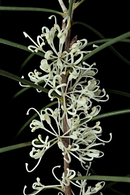 APII jpeg image of Hakea constablei  © contact APII