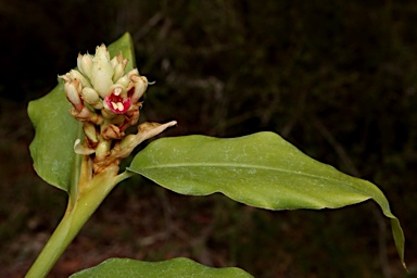 APII jpeg image of Alpinia hylandii  © contact APII