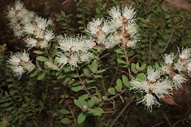 APII jpeg image of Melaleuca cheelii  © contact APII