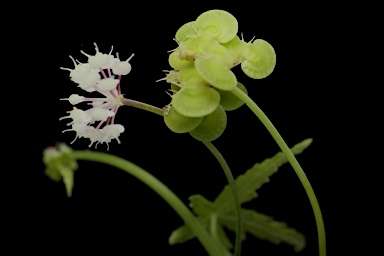 APII jpeg image of Trachymene geraniifolia  © contact APII