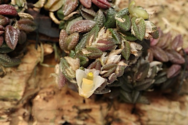 APII jpeg image of Dockrillia toressae  © contact APII