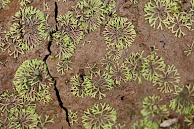 APII jpeg image of Riccia fluitans  © contact APII