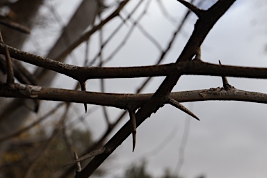 APII jpeg image of Maclura pomifera  © contact APII