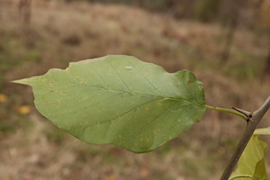 APII jpeg image of Maclura pomifera  © contact APII