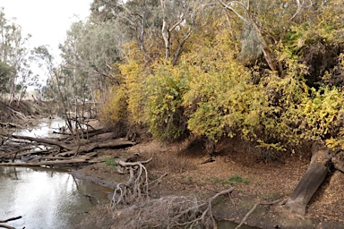APII jpeg image of Maclura pomifera  © contact APII