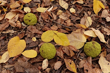 APII jpeg image of Maclura pomifera  © contact APII