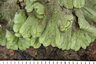 APII jpeg image of Riccia spongiosula  © contact APII