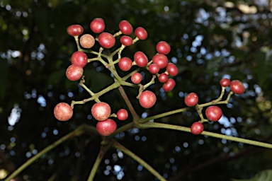 APII jpeg image of Leea novoguineensis  © contact APII