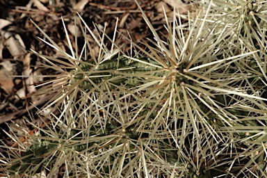 APII jpeg image of Cylindropuntia pallida  © contact APII