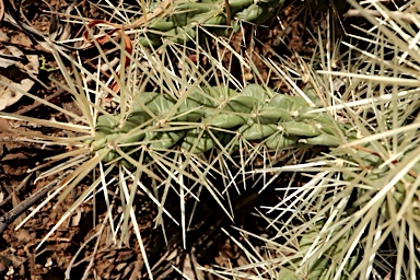 APII jpeg image of Cylindropuntia pallida  © contact APII