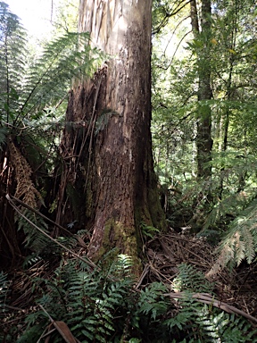 APII jpeg image of Eucalyptus denticulata  © contact APII