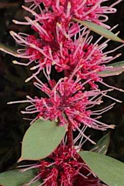 APII jpeg image of Hakea petiolaris 'Burrendong Beauty'  © contact APII