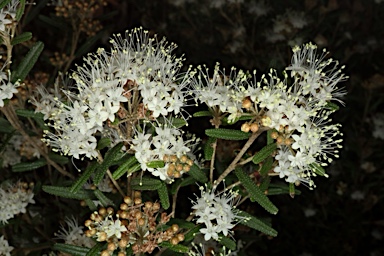 APII jpeg image of Phebalium verrucosum  © contact APII