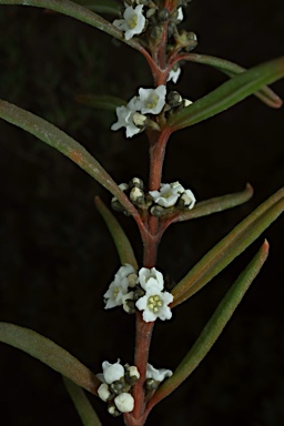 APII jpeg image of Logania granitica  © contact APII