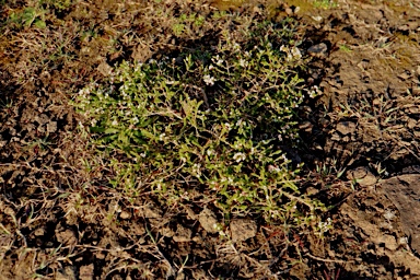 APII jpeg image of Micromyrtus ciliata  © contact APII