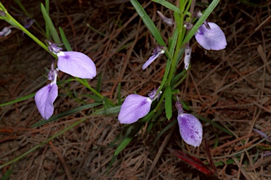 APII jpeg image of Hybanthus vernonii subsp. vernonii  © contact APII
