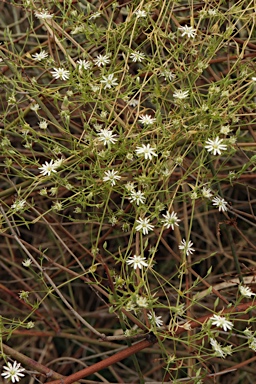 APII jpeg image of Stellaria angustifolia subsp. angustifolia  © contact APII