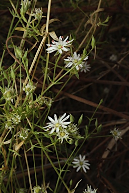 APII jpeg image of Stellaria angustifolia subsp. angustifolia  © contact APII