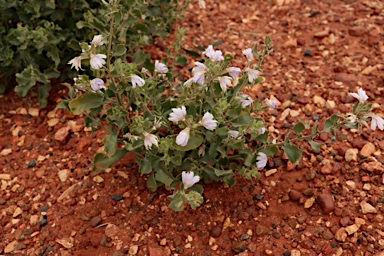APII jpeg image of Scaevola parvibarbata  © contact APII