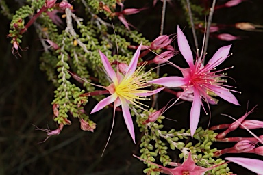 APII jpeg image of Calytrix longiflora  © contact APII