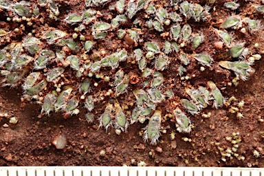 APII jpeg image of Riccia areolata  © contact APII