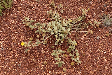 APII jpeg image of Sida platycalyx  © contact APII