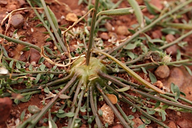 APII jpeg image of Ptilotus modestus  © contact APII