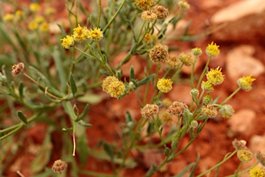 APII jpeg image of Calotis latiuscula  © contact APII