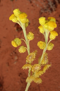 APII jpeg image of Chrysocephalum apiculatum subsp. racemosum  © contact APII