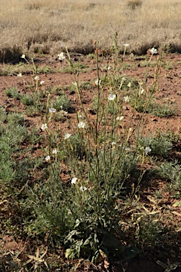 APII jpeg image of Nicotiana simulans  © contact APII