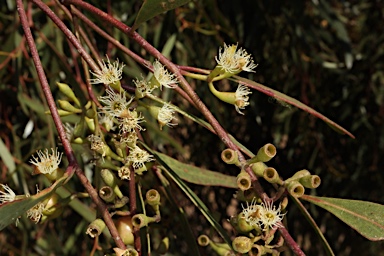 APII jpeg image of Eucalyptus thozetiana  © contact APII